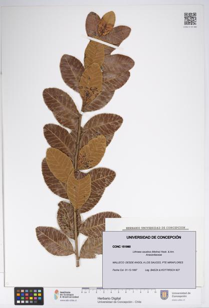 Lithraea caustica [Espécimen: UDEC:CONC:0151990]