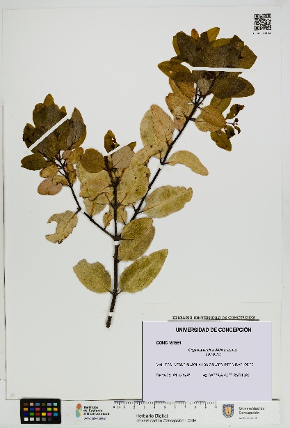 Cryptocarya alba [Espécimen: UDEC:CONC:0151991]