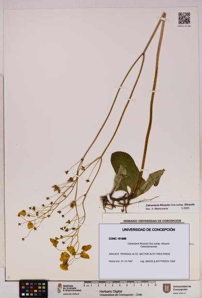 Calceolaria filicaulis subsp. filicaulis [Espécimen: UDEC:CONC:0151998]