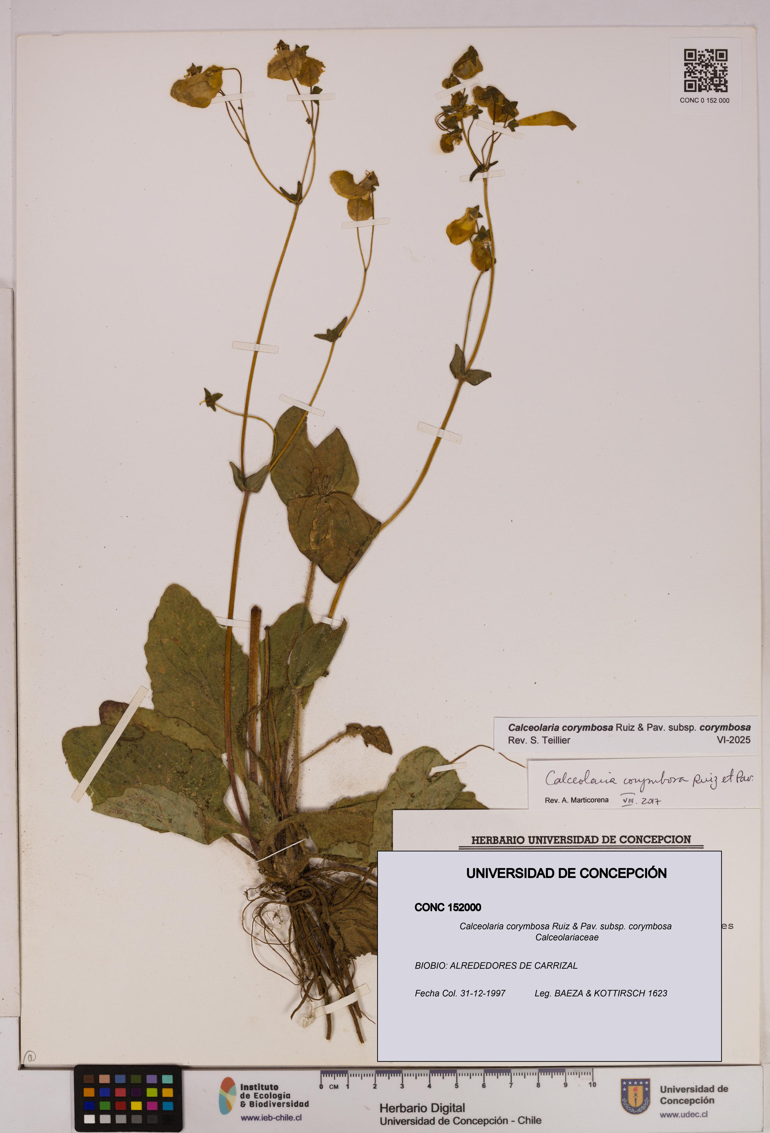 Calceolaria corymbosa [Espécimen: UDEC:CONC:0152000]