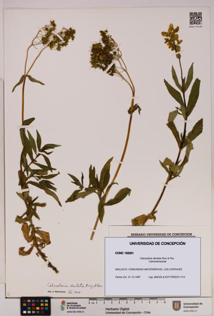 Calceolaria dentata [Espécimen: UDEC:CONC:0152201]
