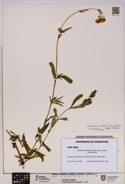 Calceolaria dentata subsp. dentata [Espécimen: UDEC:CONC:0152204]