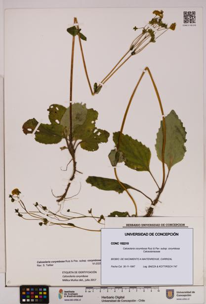 Calceolaria corymbosa [Espécimen: UDEC:CONC:0152210]
