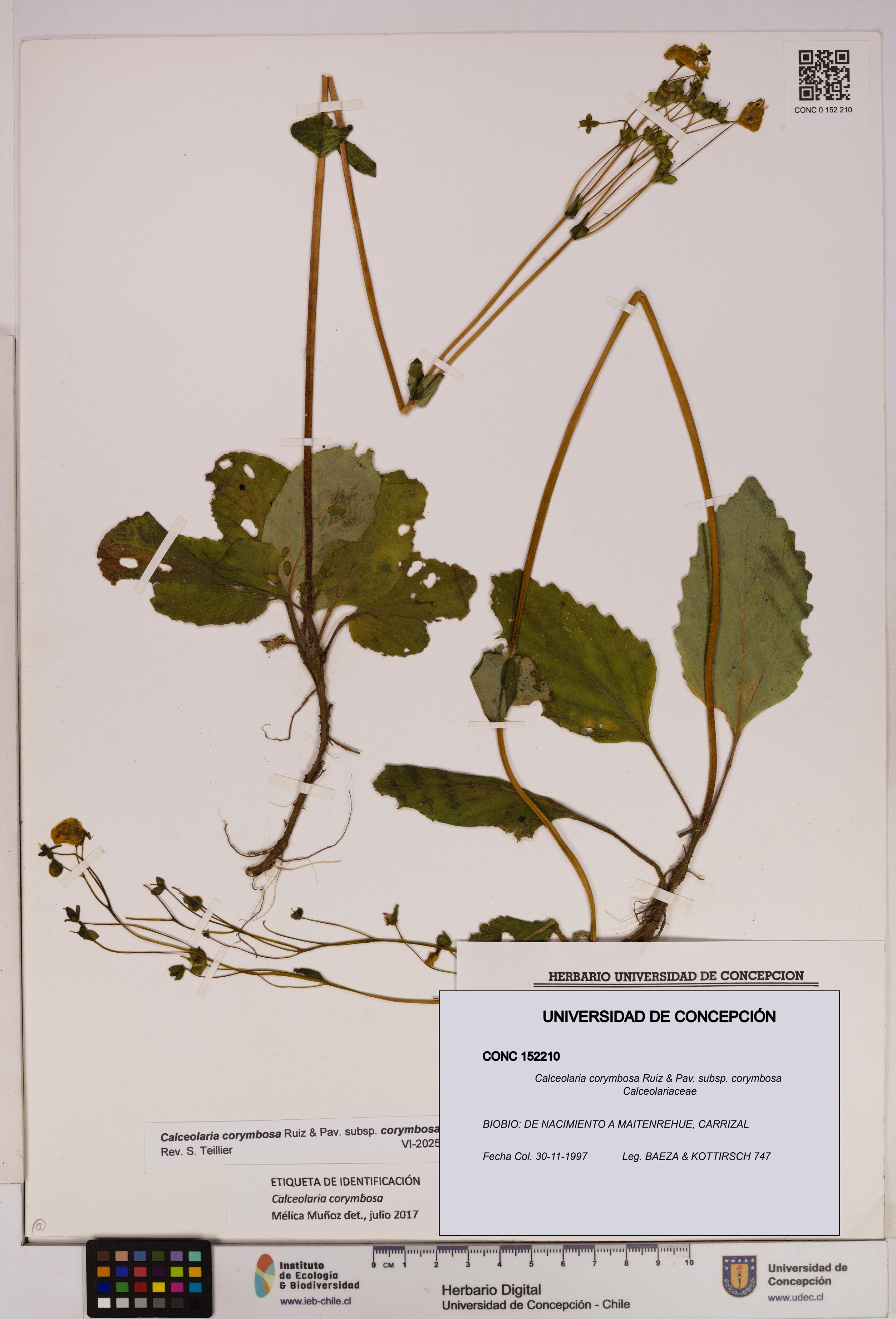 Calceolaria corymbosa [Espécimen: UDEC:CONC:0152210]