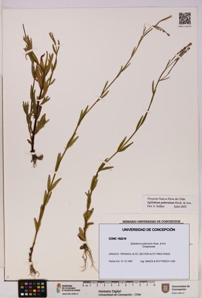 Epilobium puberulum [Espécimen: UDEC:CONC:0152219]