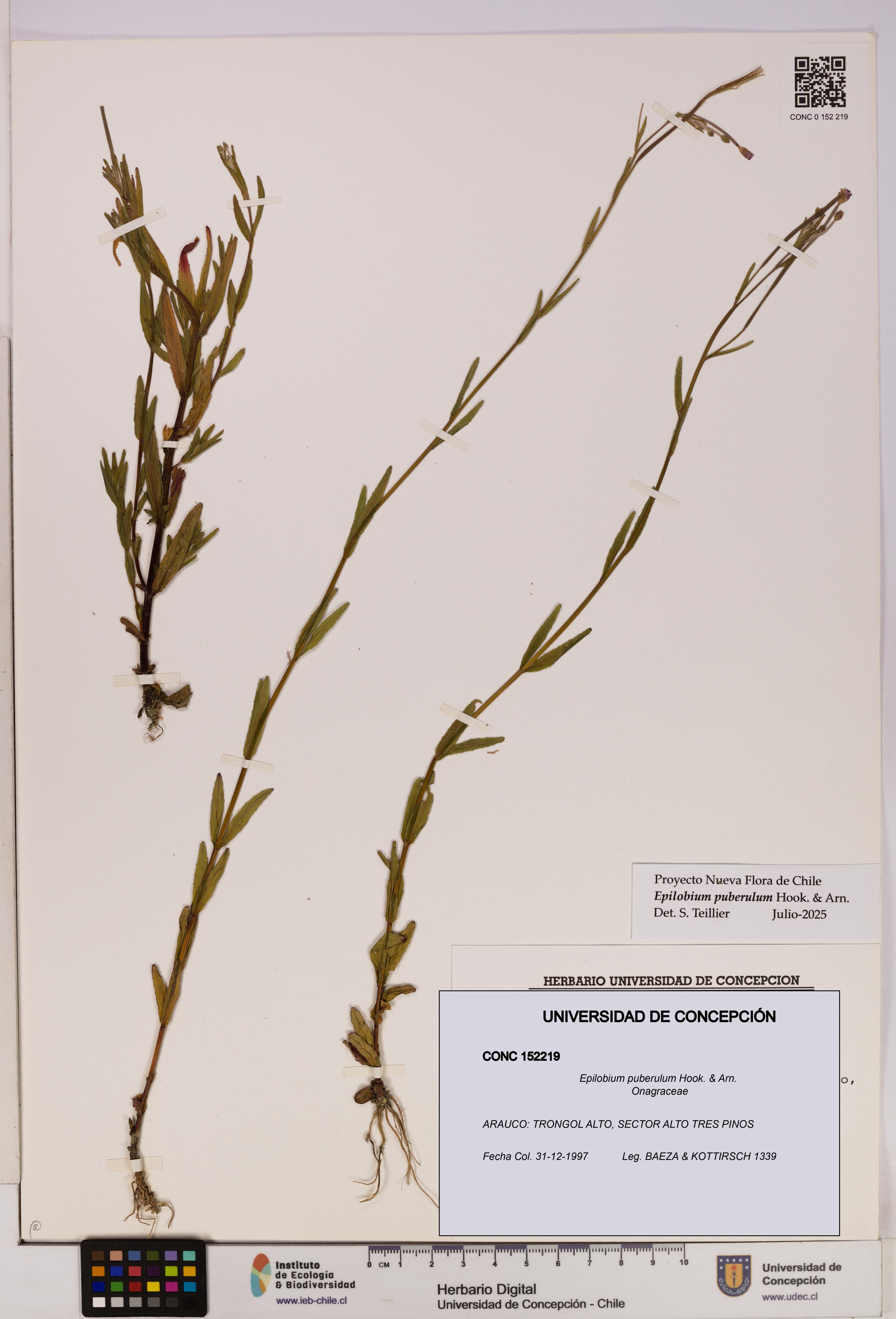 Epilobium puberulum [Espécimen: UDEC:CONC:0152219]