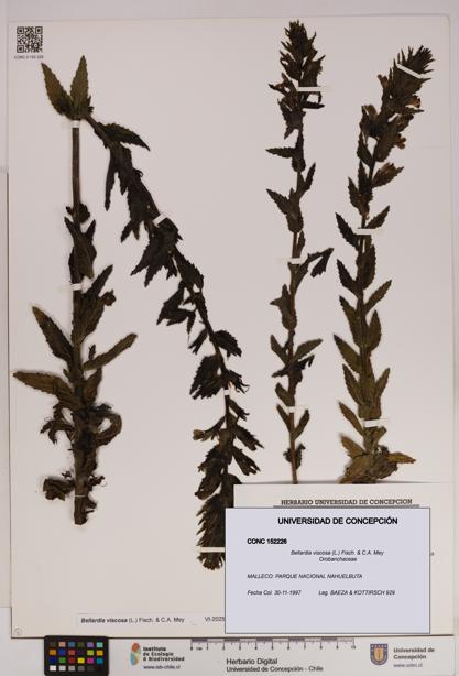 Bellardia viscosa [Espécimen: UDEC:CONC:0152226]