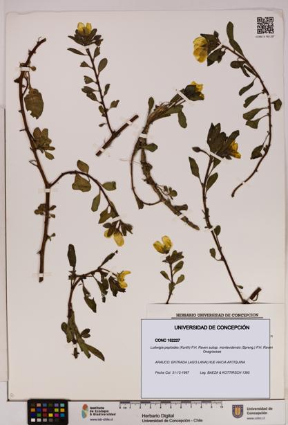 Ludwigia peploides [Espécimen: UDEC:CONC:0152227]