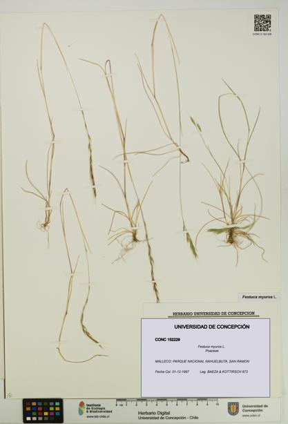 Festuca myuros [Espécimen: UDEC:CONC:0152229]