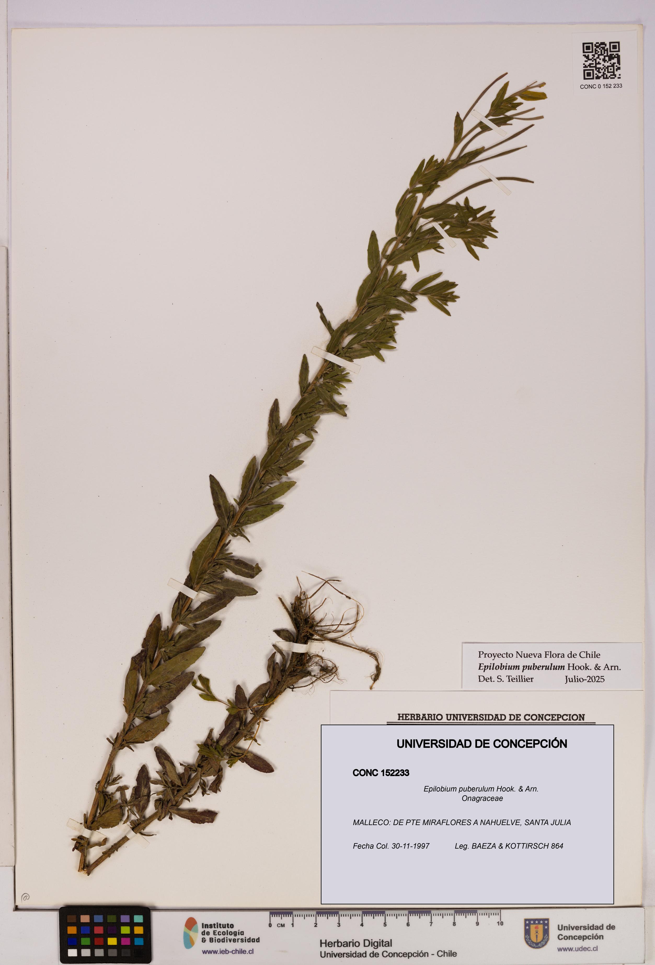 Epilobium puberulum [Espécimen: UDEC:CONC:0152233]