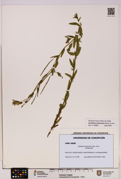 Epilobium puberulum [Espécimen: UDEC:CONC:0152235]