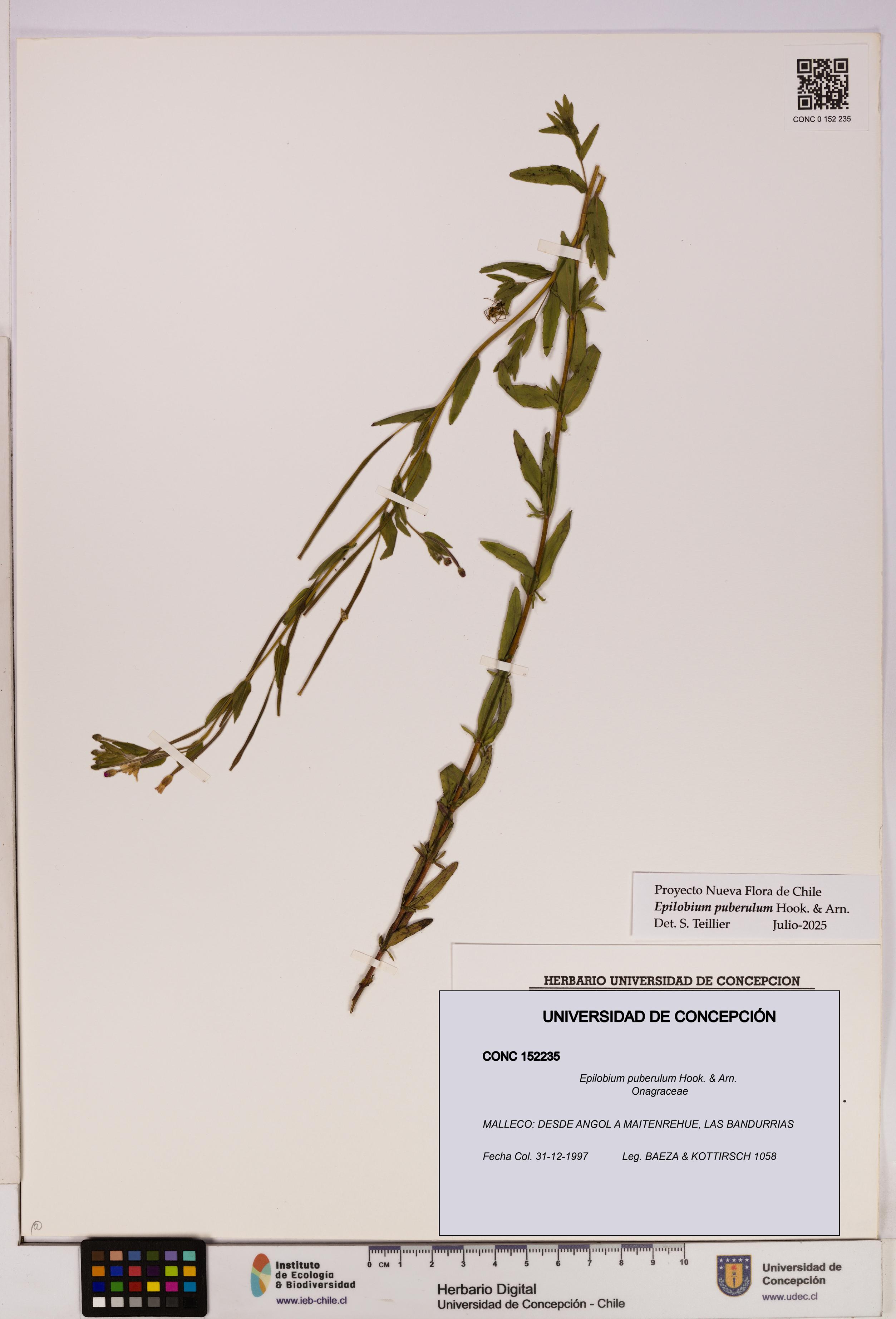 Epilobium puberulum [Espécimen: UDEC:CONC:0152235]