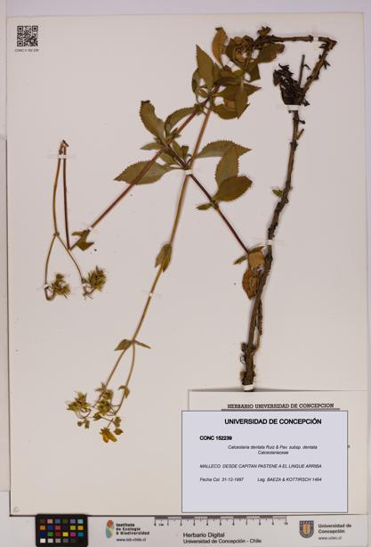 Calceolaria dentata subsp. dentata [Espécimen: UDEC:CONC:0152239]