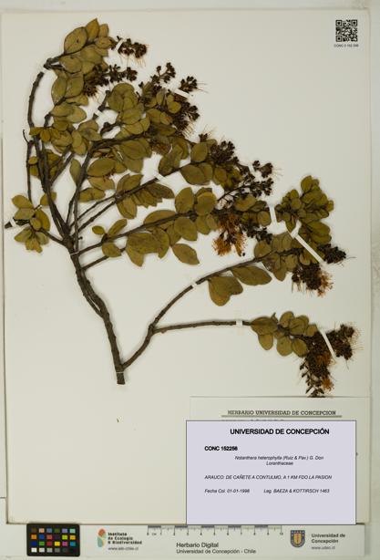 Notanthera heterophylla [Espécimen: UDEC:CONC:0152256]