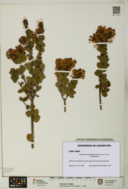 Notanthera heterophylla [Espécimen: UDEC:CONC:0152257]