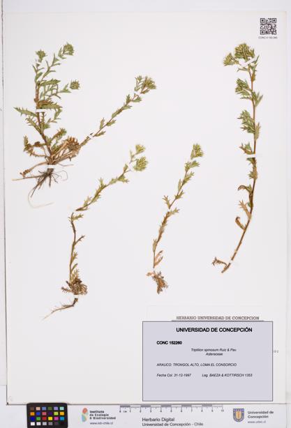Triptilion spinosum [Espécimen: ]