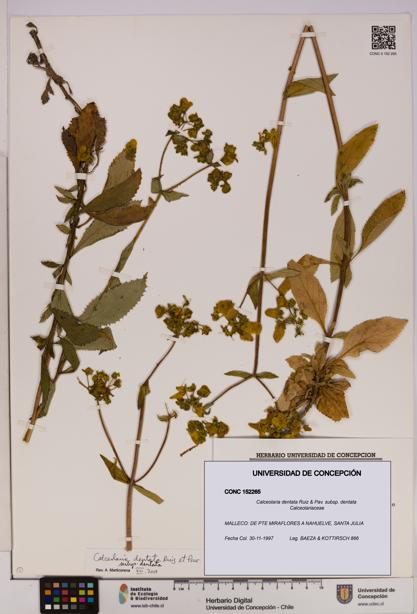 Calceolaria dentata subsp. dentata [Espécimen: UDEC:CONC:0152265]