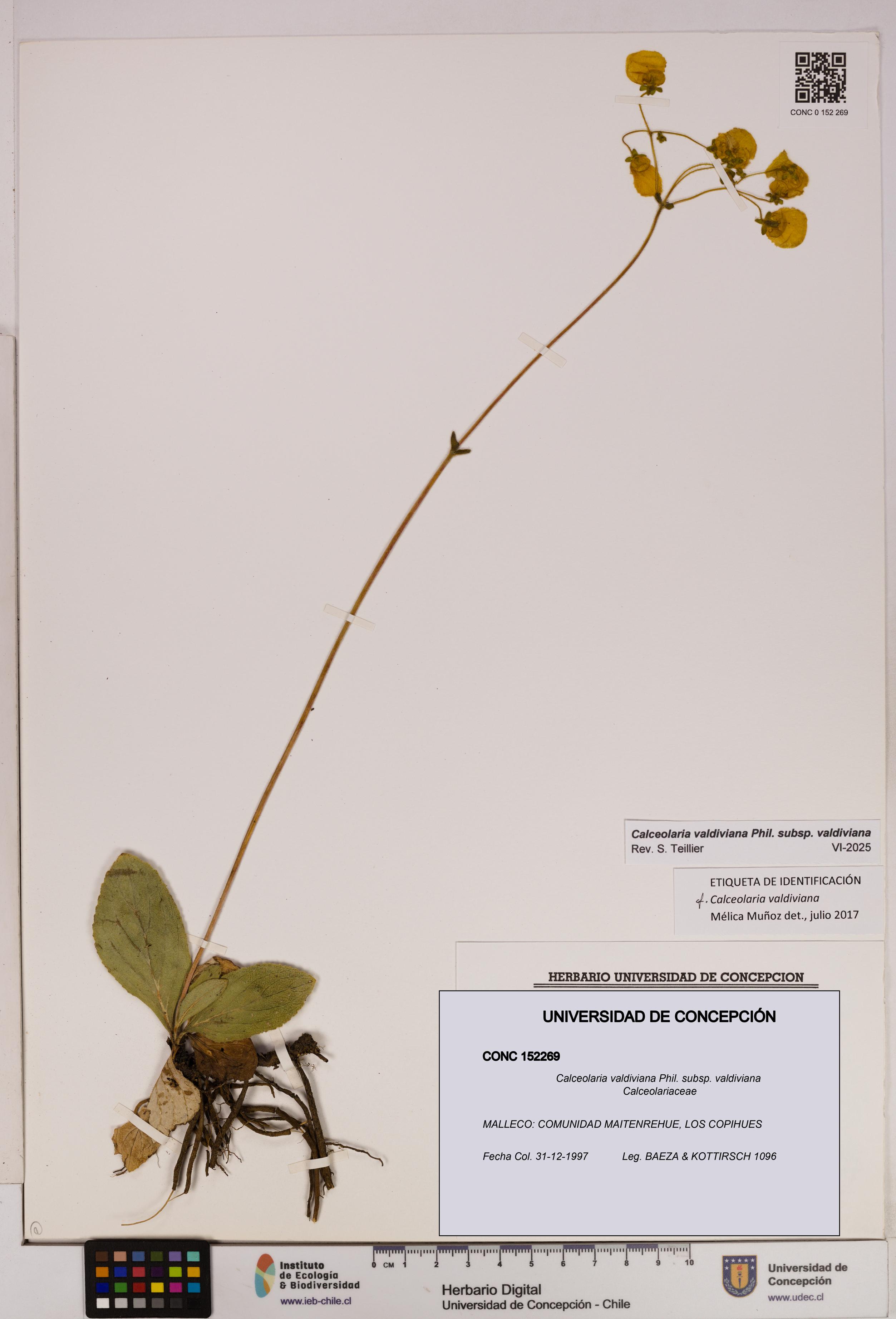 Calceolaria valdiviana subsp. valdiviana [Espécimen: UDEC:CONC:0152269]
