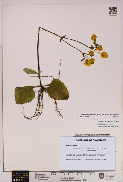 Calceolaria corymbosa [Espécimen: UDEC:CONC:0152270]