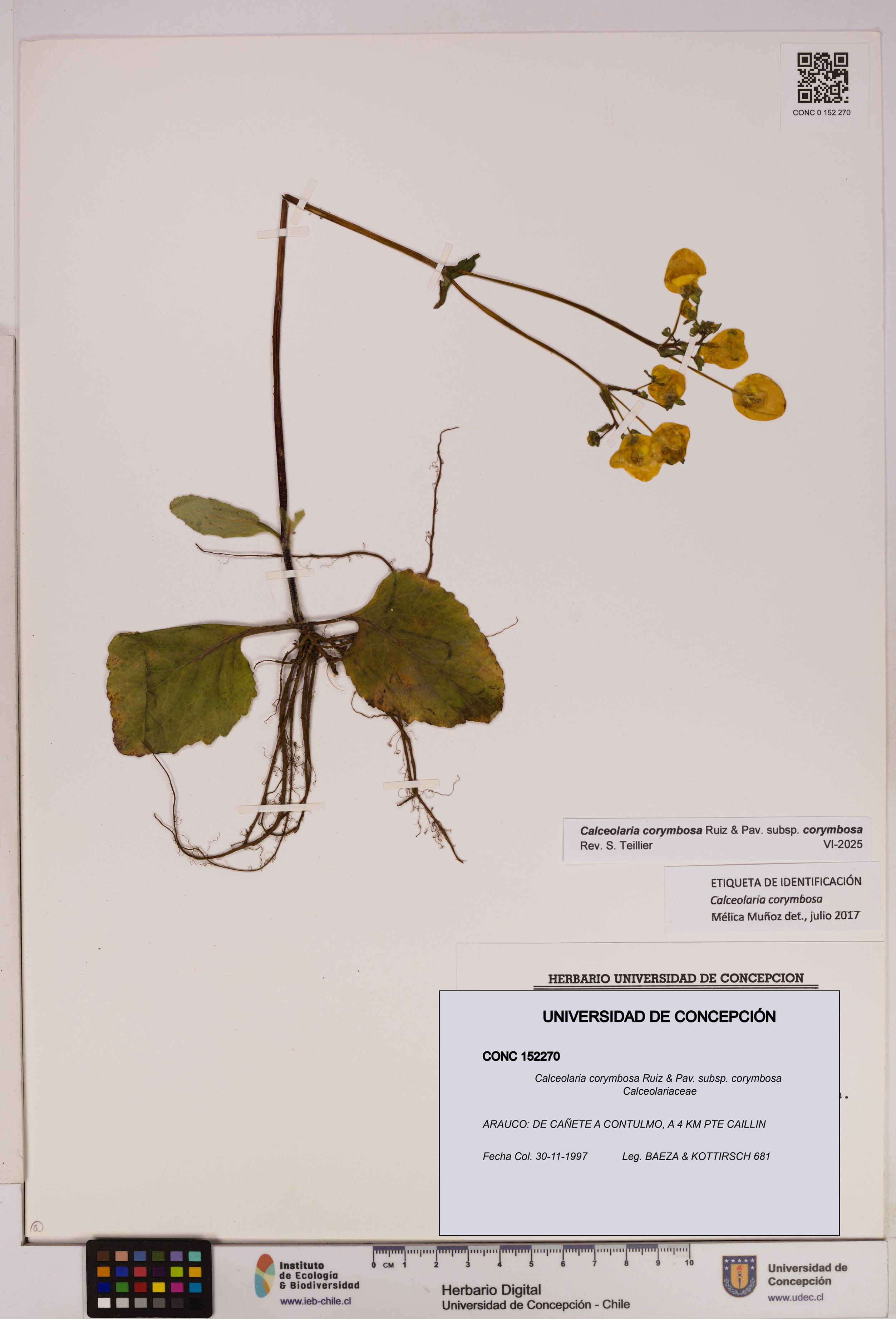 Calceolaria corymbosa [Espécimen: UDEC:CONC:0152270]