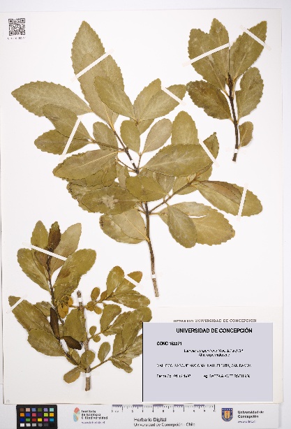 Laurelia sempervirens [Espécimen: UDEC:CONC:0152271]