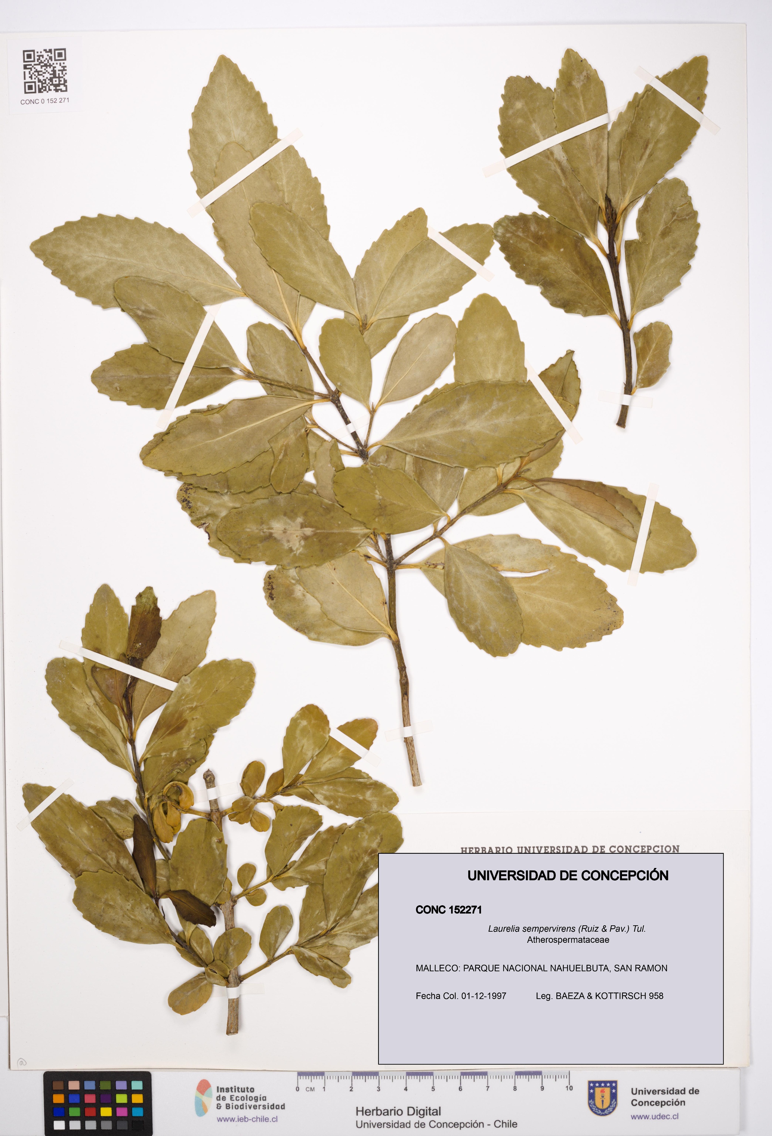 Laurelia sempervirens [Espécimen: UDEC:CONC:0152271]