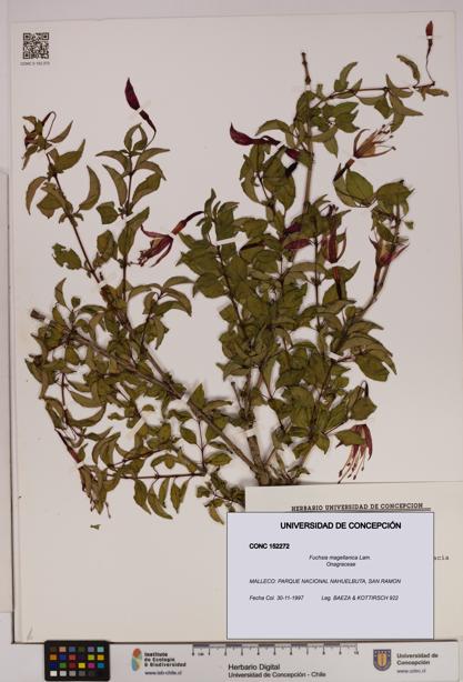 Fuchsia magellanica [Espécimen: UDEC:CONC:0152272]