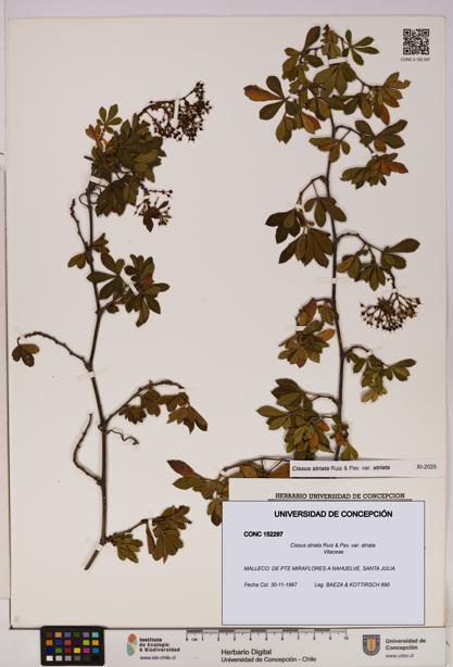 Cissus striata var. striata [Espécimen: UDEC:CONC:0152297]