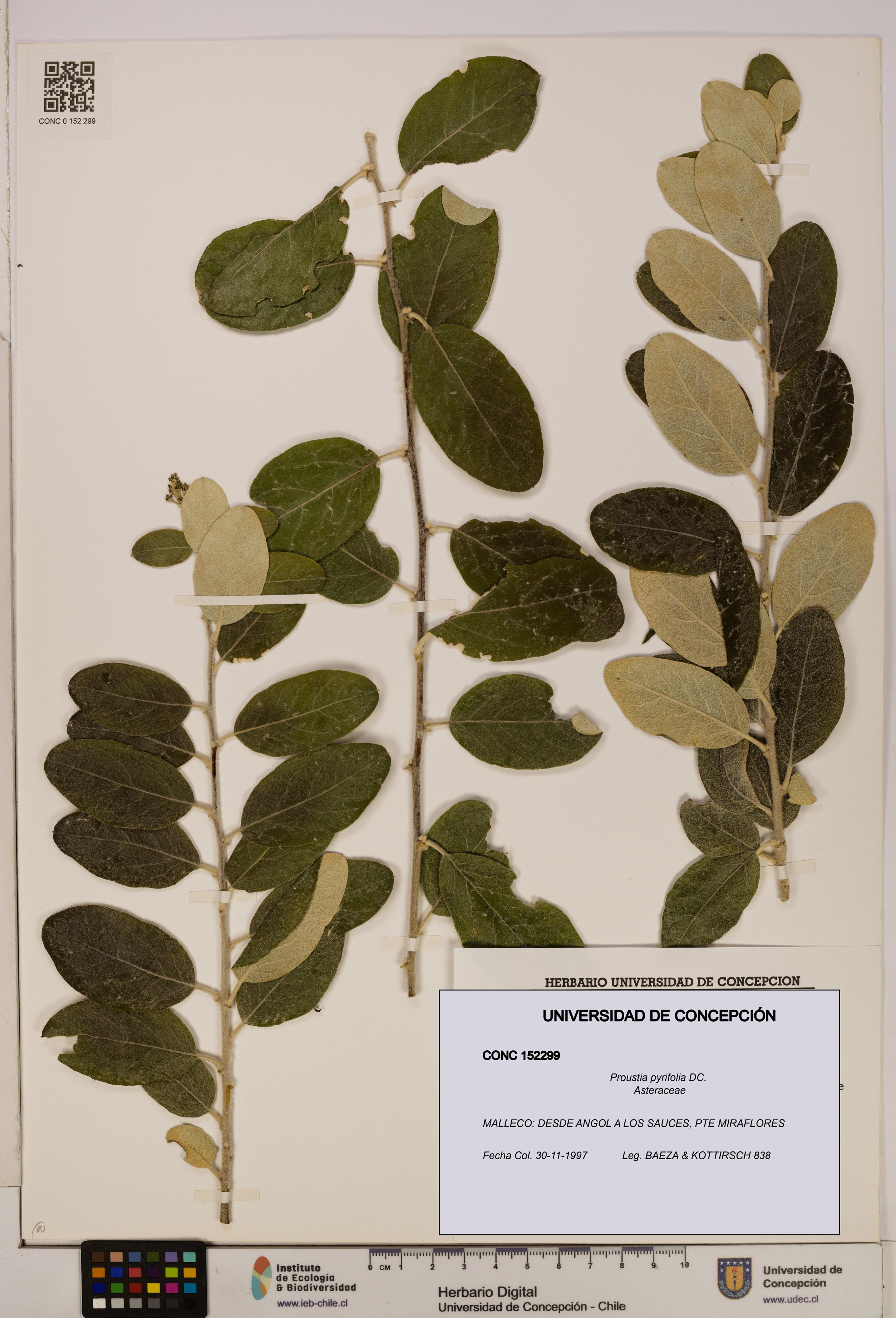 Proustia pyrifolia [Espécimen: UDEC:CONC:0152299]