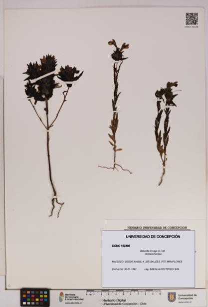 Bellardia trixago [Espécimen: UDEC:CONC:0152305]