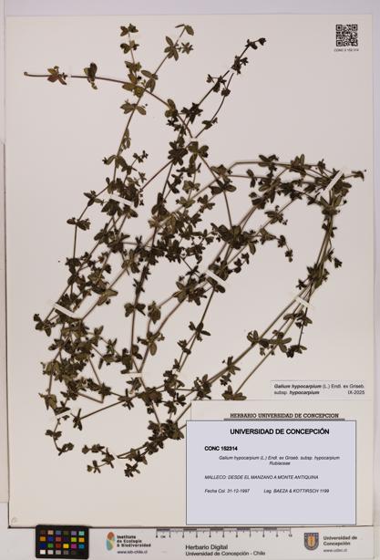 Galium hypocarpium subsp. hypocarpium [Espécimen: UDEC:CONC:0152314]