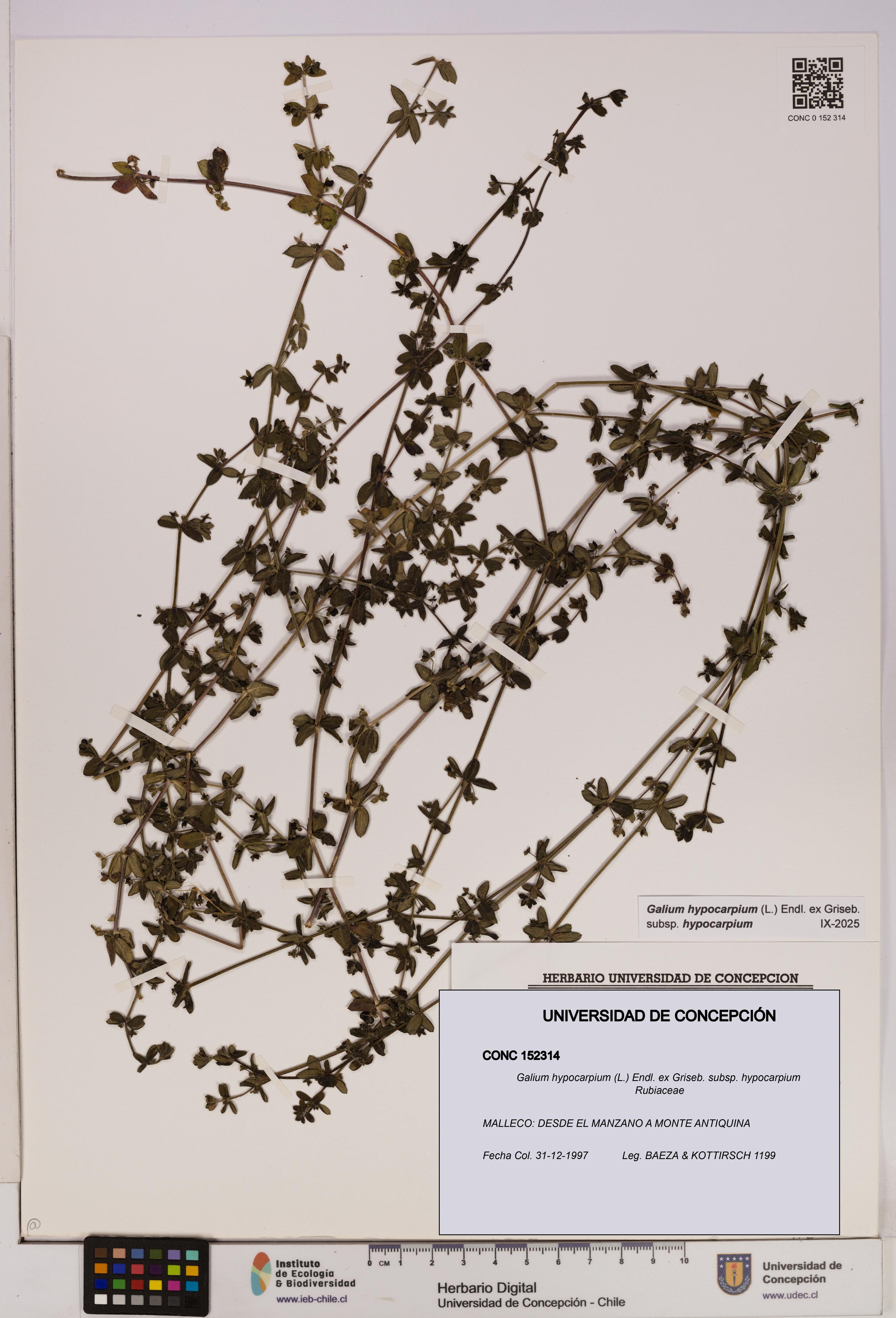 Galium hypocarpium subsp. hypocarpium [Espécimen: UDEC:CONC:0152314]