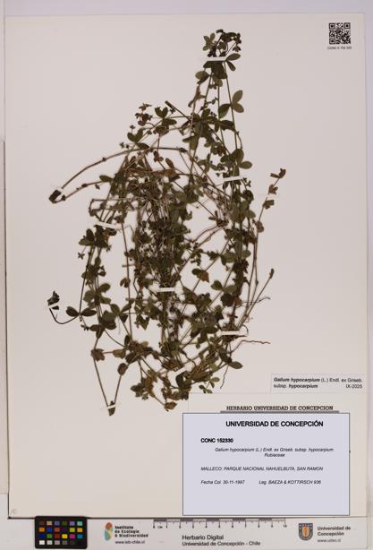 Galium hypocarpium subsp. hypocarpium [Espécimen: UDEC:CONC:0152330]