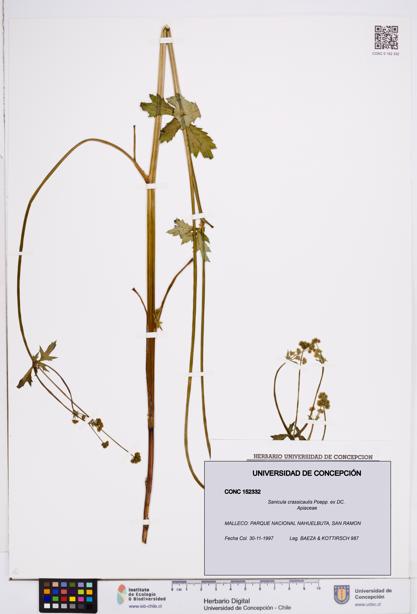Sanicula crassicaulis [Espécimen: ]