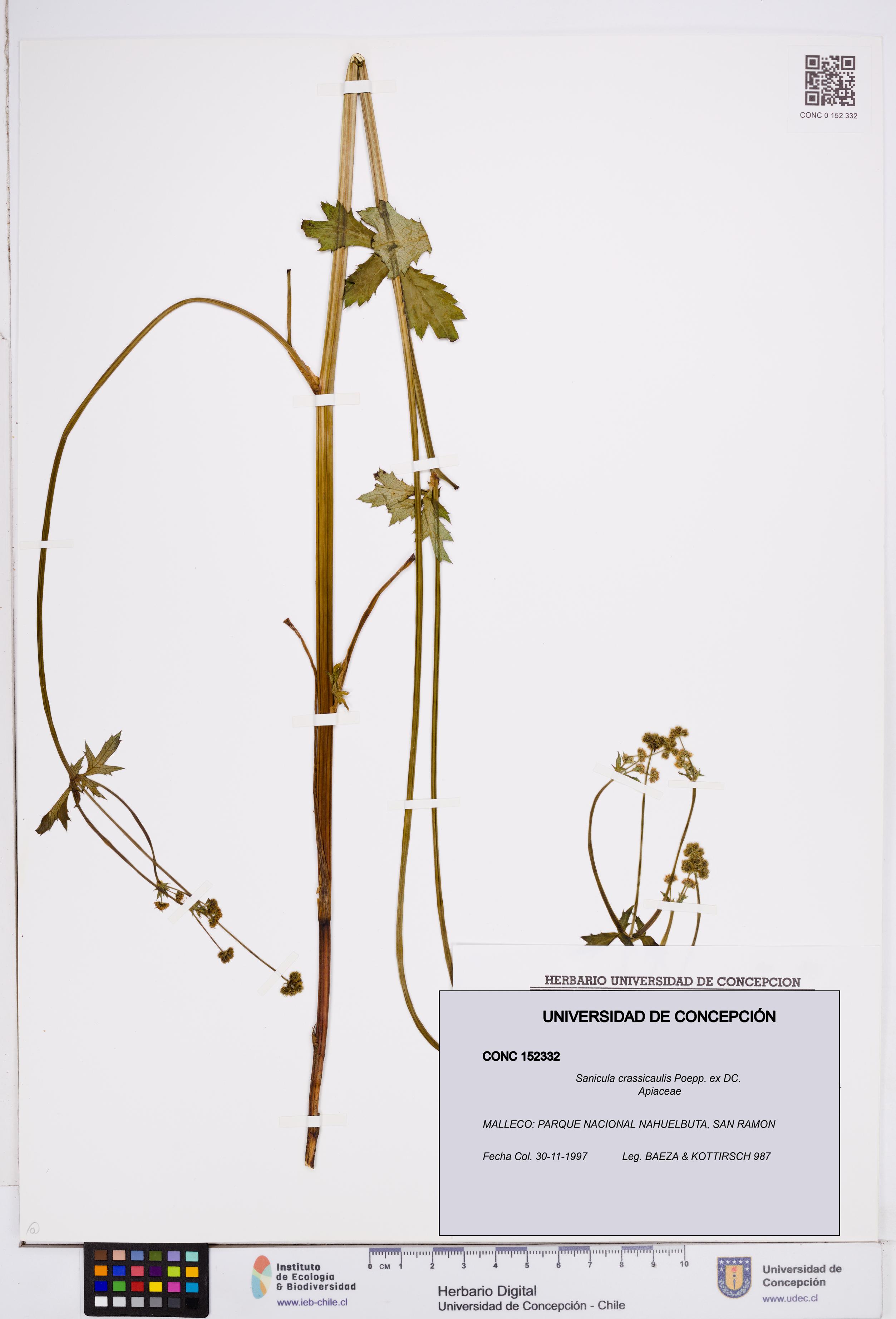 Sanicula crassicaulis [Espécimen: ]