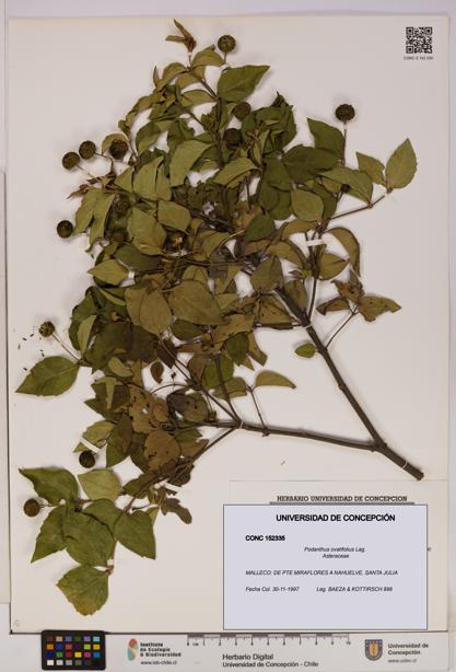 Podanthus ovatifolius [Espécimen: ]