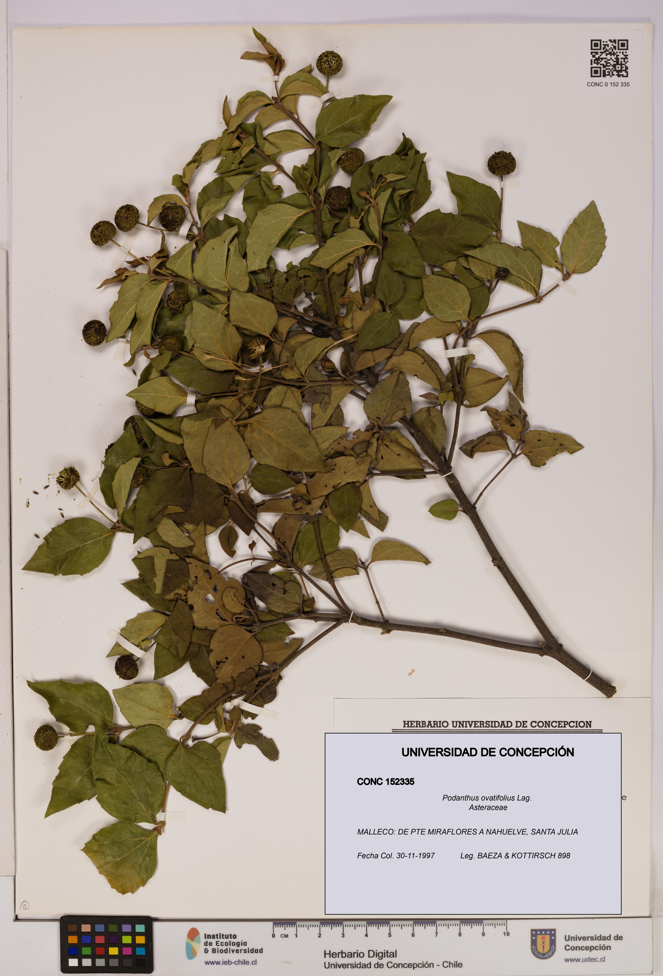 Podanthus ovatifolius [Espécimen: ]