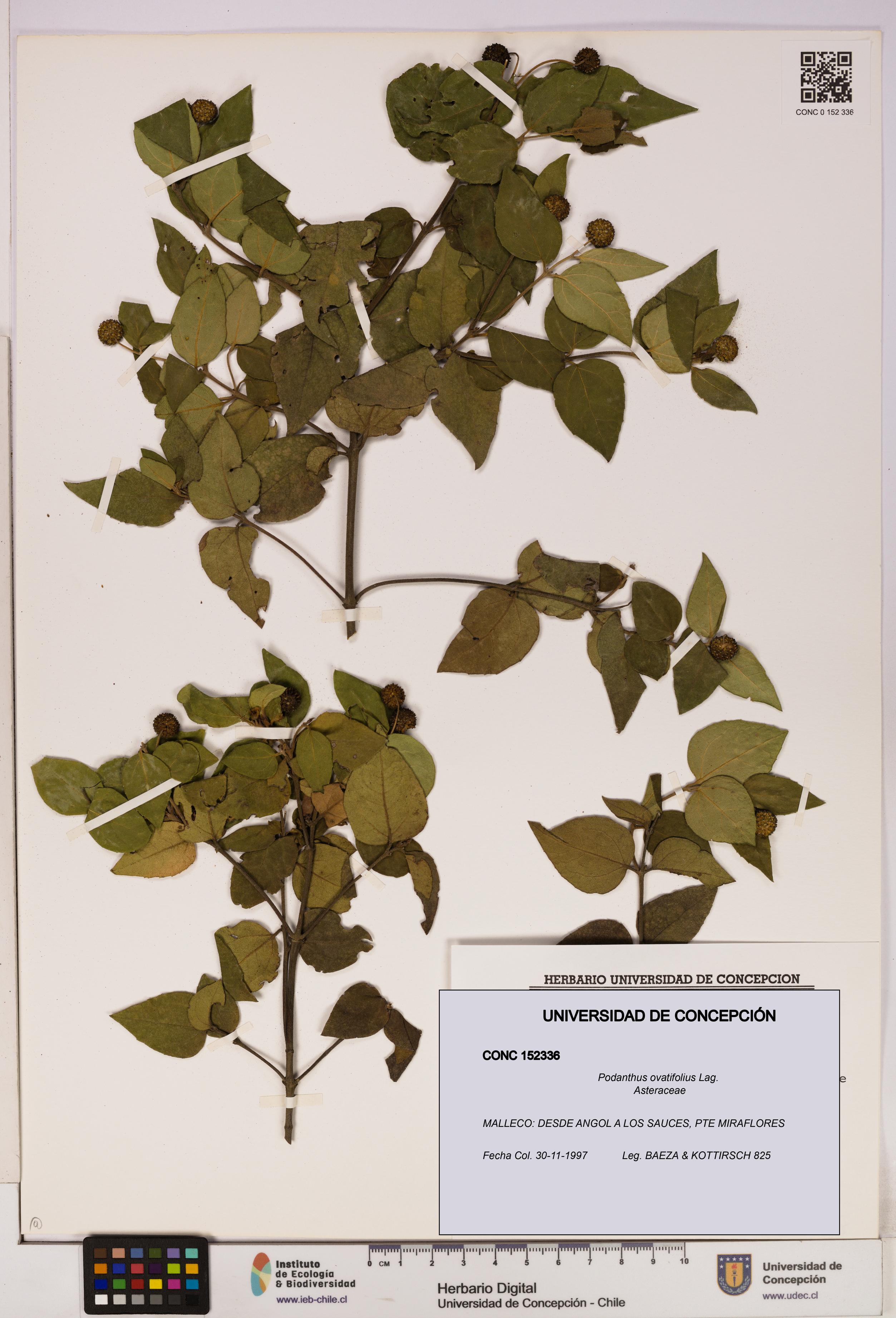 Podanthus ovatifolius [Espécimen: ]