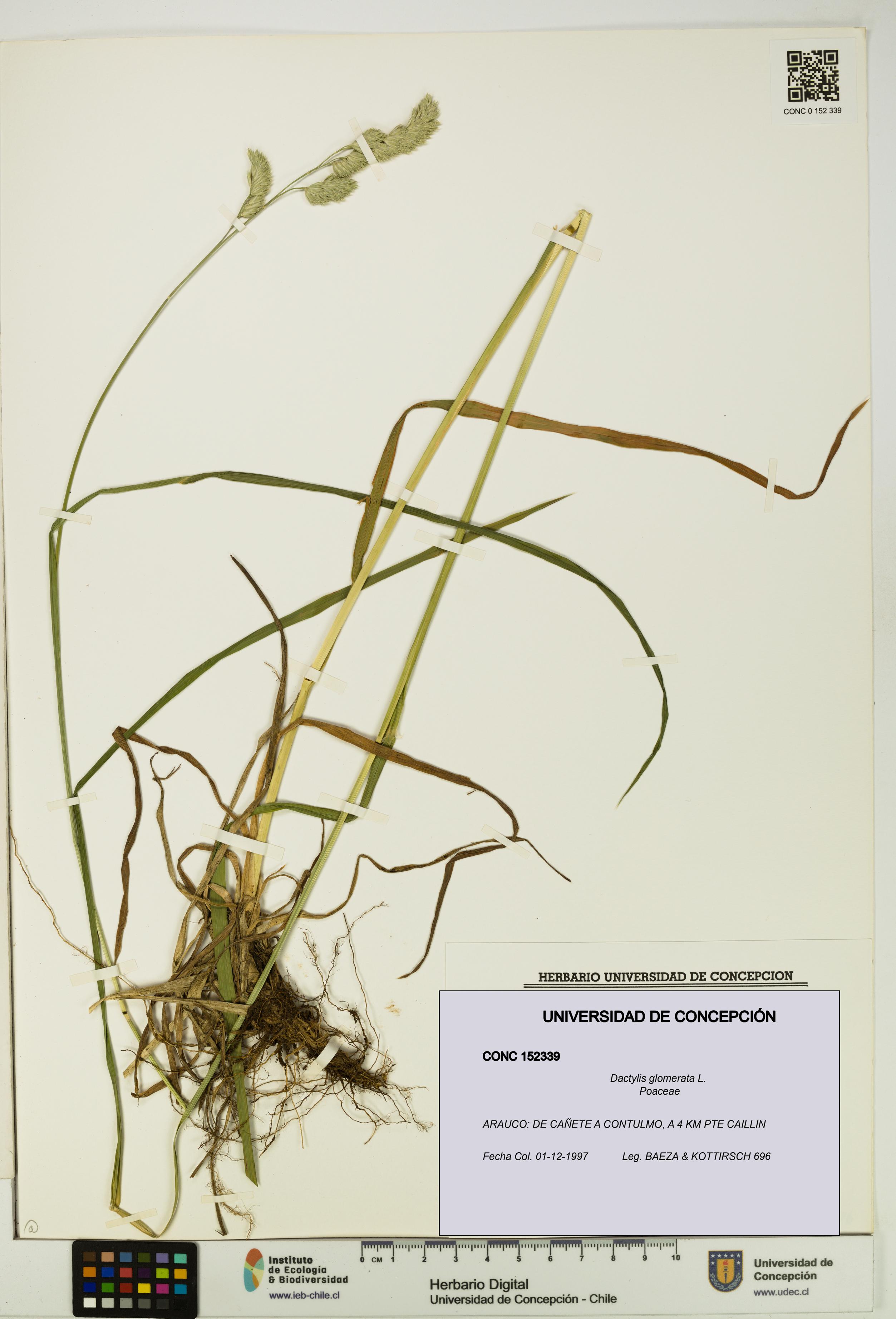 Dactylis glomerata [Espécimen: UDEC:CONC:0152339]