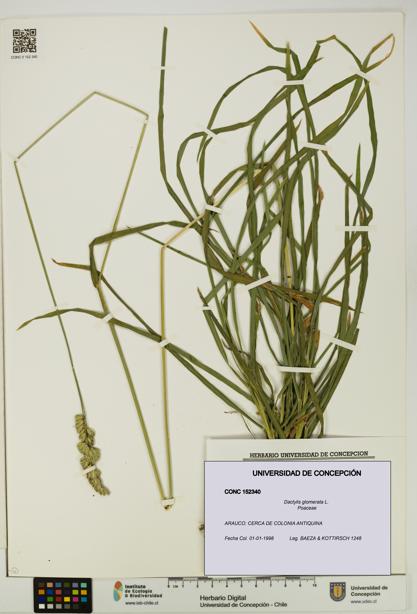 Dactylis glomerata [Espécimen: UDEC:CONC:0152340]