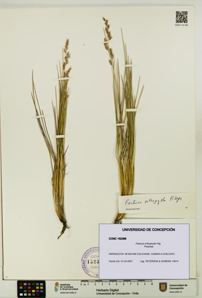 Festuca orthophylla [Espécimen: UDEC:CONC:0152368]