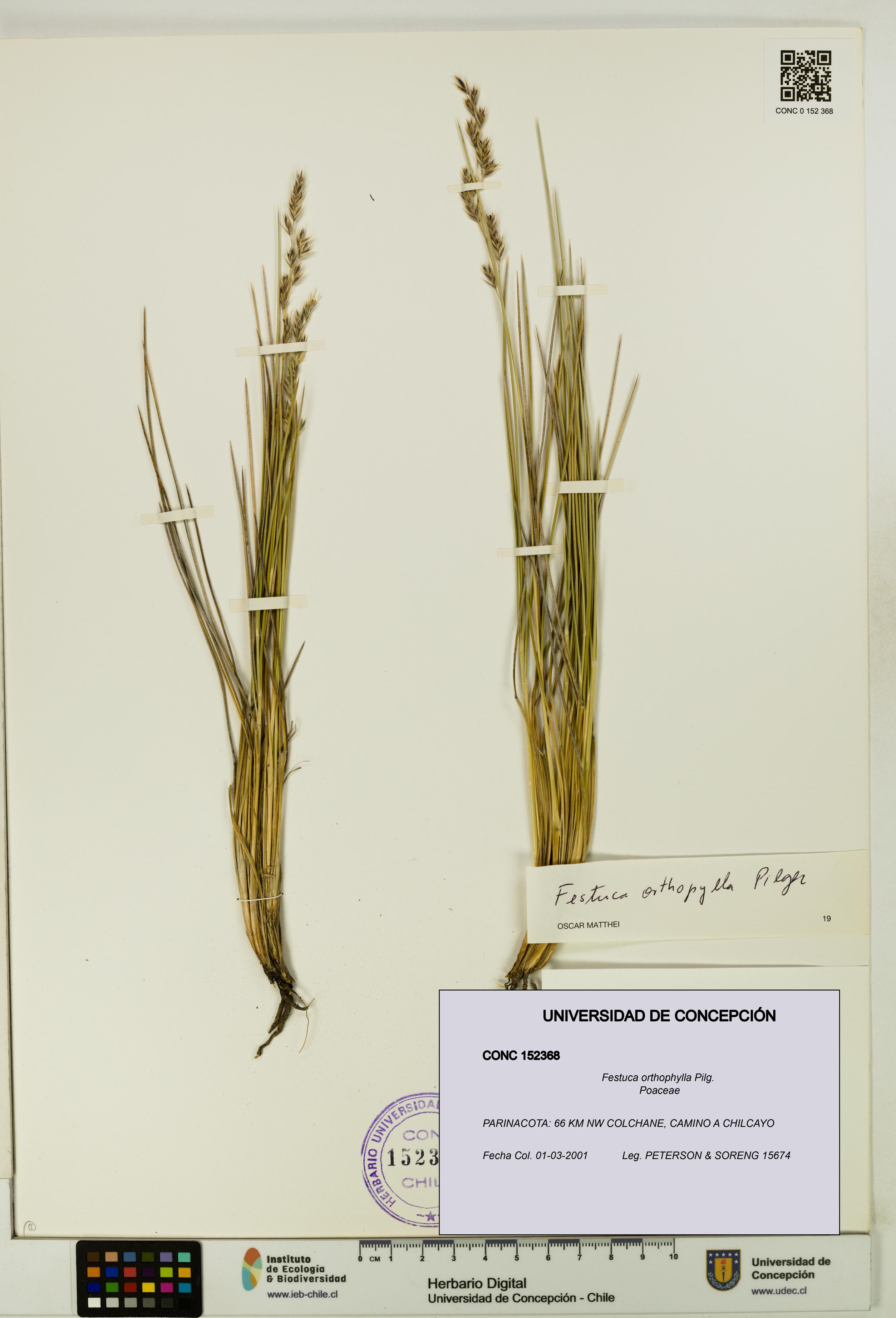 Festuca orthophylla [Espécimen: UDEC:CONC:0152368]