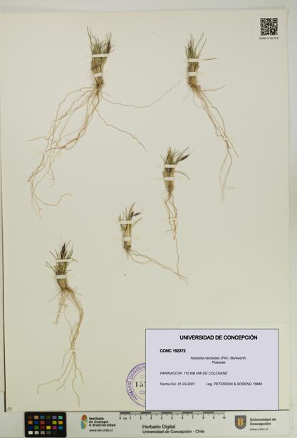 Nassella nardoides [Espécimen: UDEC:CONC:0152372]