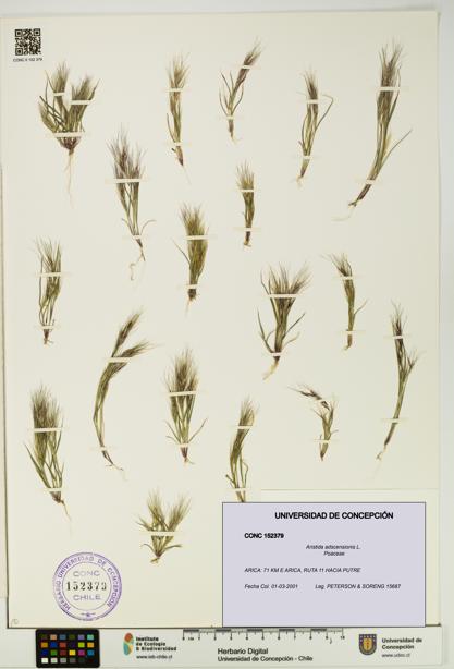 Aristida adscensionis [Espécimen: UDEC:CONC:0152379]
