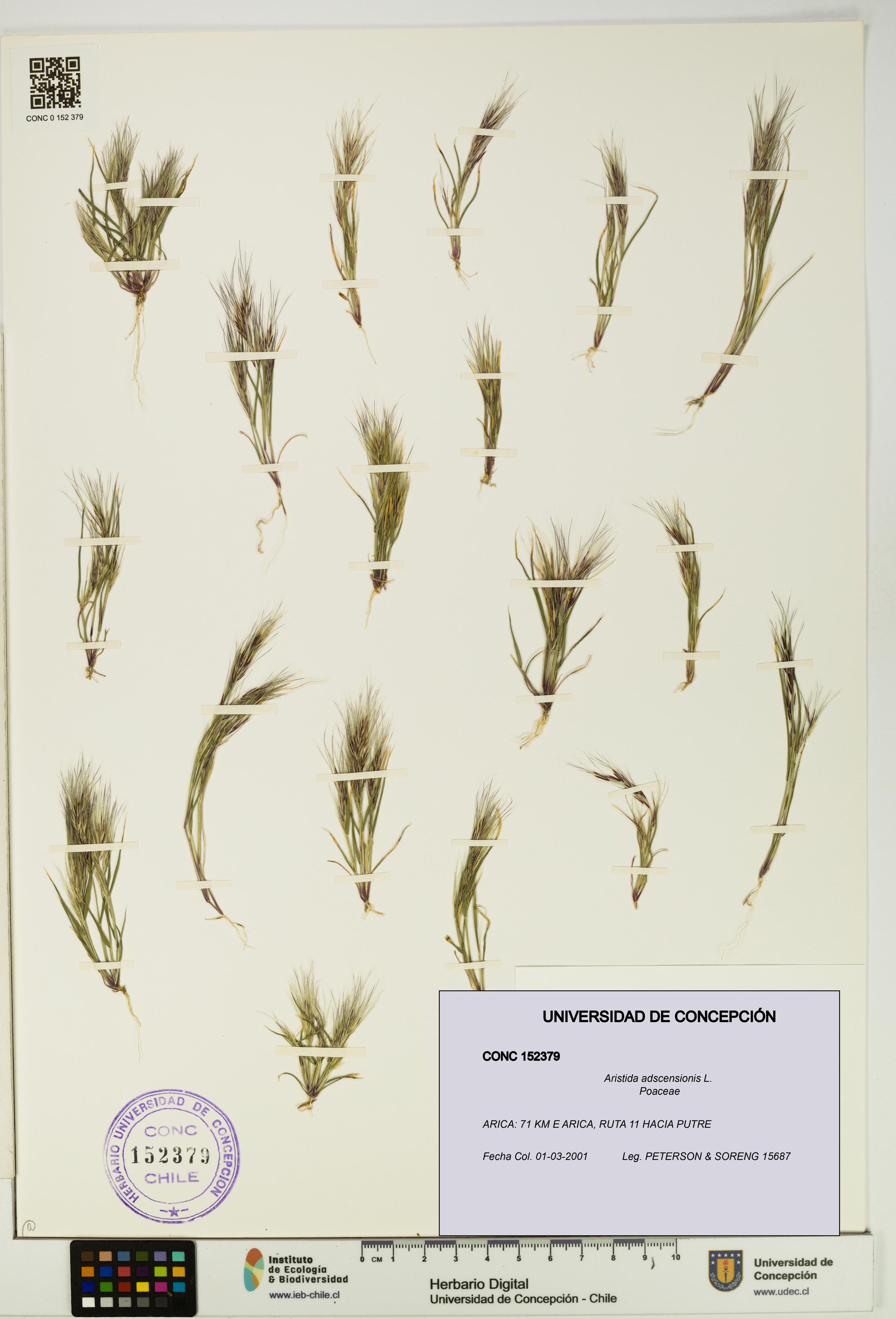 Aristida adscensionis [Espécimen: UDEC:CONC:0152379]