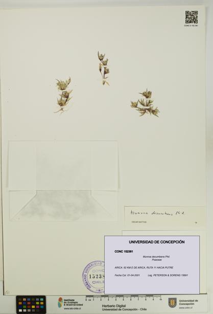 Munroa decumbens [Espécimen: UDEC:CONC:0152381]