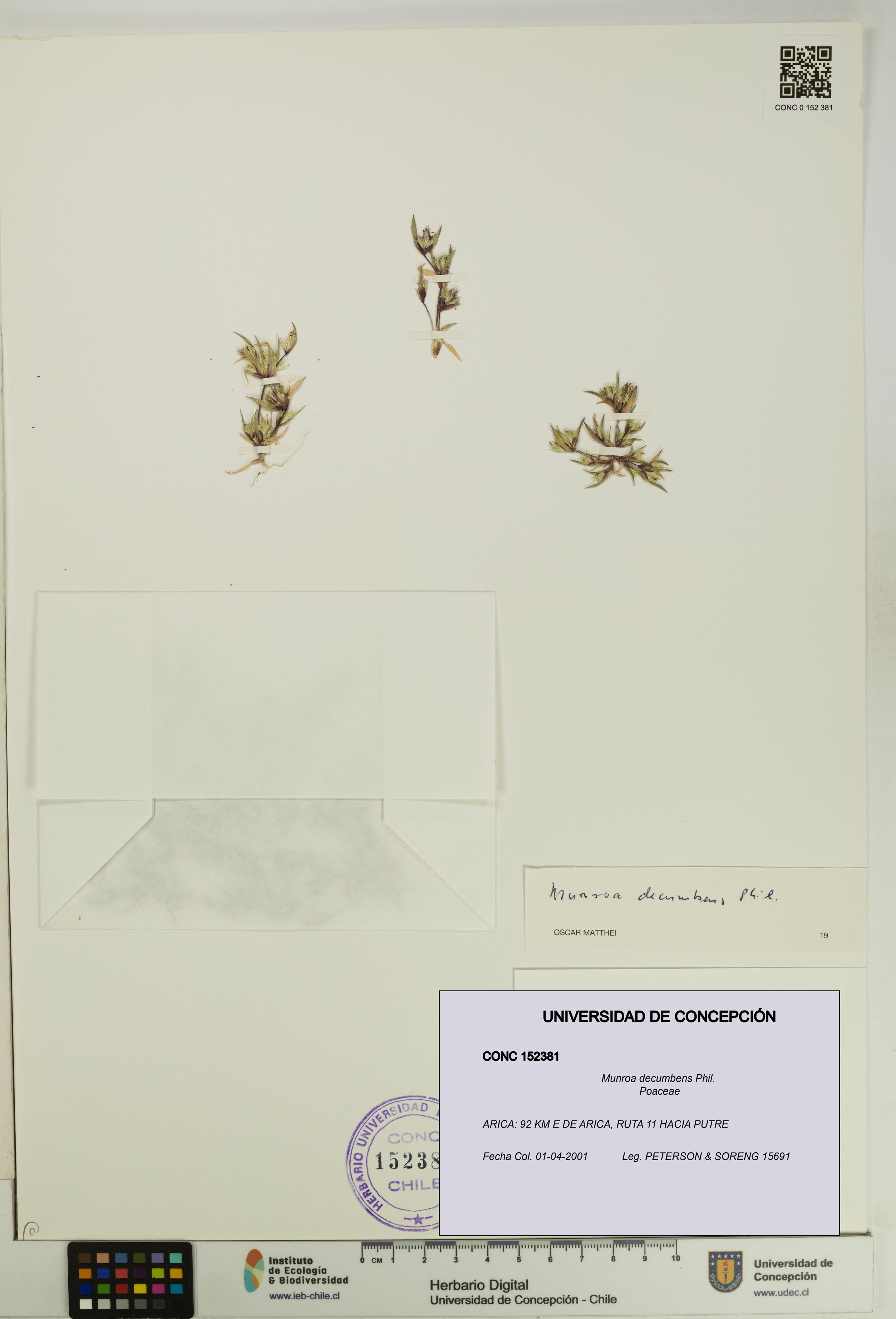 Munroa decumbens [Espécimen: UDEC:CONC:0152381]