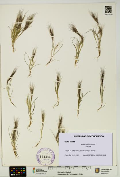 Aristida adscensionis [Espécimen: UDEC:CONC:0152386]
