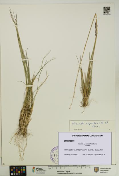 Nassella rupestris [Espécimen: UDEC:CONC:0152396]
