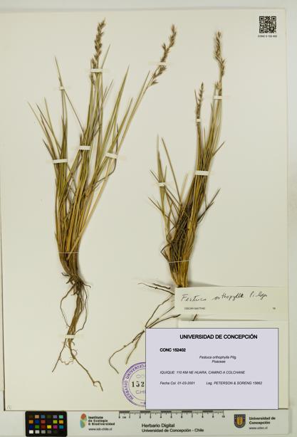 Festuca orthophylla [Espécimen: UDEC:CONC:0152402]